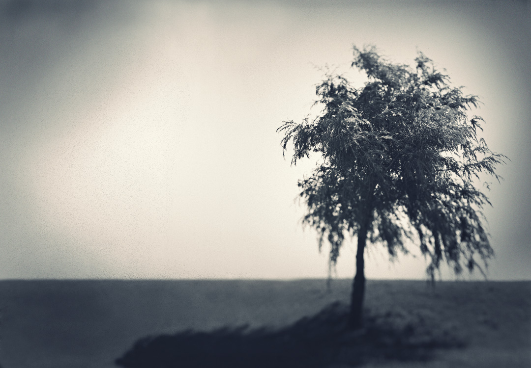 softtree_webimage_12